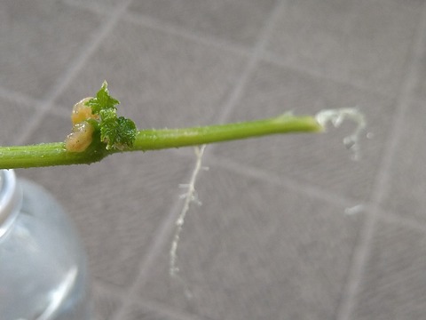 image-Home-Garden-Challenge-Cucumber_0926_5