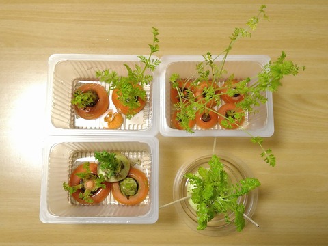 image-I-tried-regenerative-cultivation_0222_2