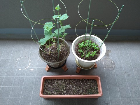 image-Home-Garden-Challenge-Cucumber_0707_1