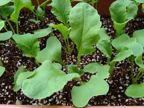 image-Home-Garden-Challenge-Radish_0421_4