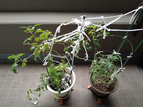 image-Home-Garden-Challenge-Cucumber_1024_1