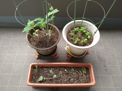 image-Home-Garden-Challenge-Radish_0703_1