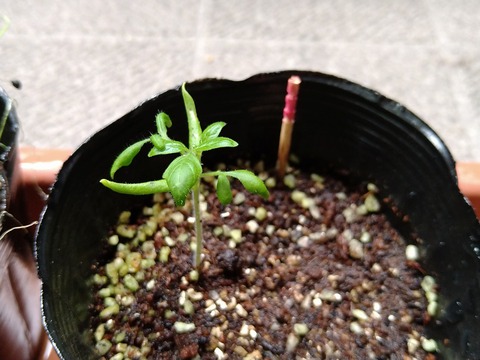 image-Home-Garden-Challenge-Radish_0624_4