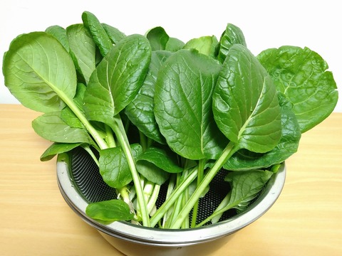 image-Komatsuna-grown-in-a-planter_4