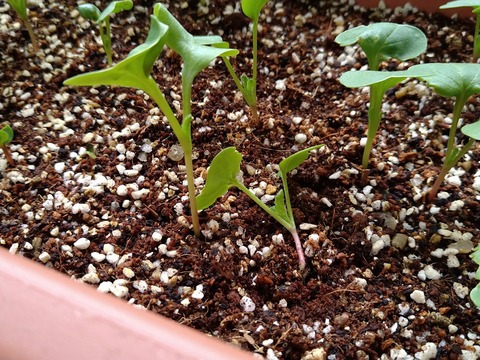 image-Home-Garden-Challenge-Radish_0413_2