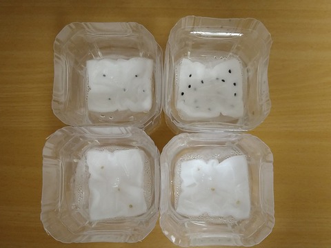 image-Plastic-bottle-hydroponic-cultivation_1108_1