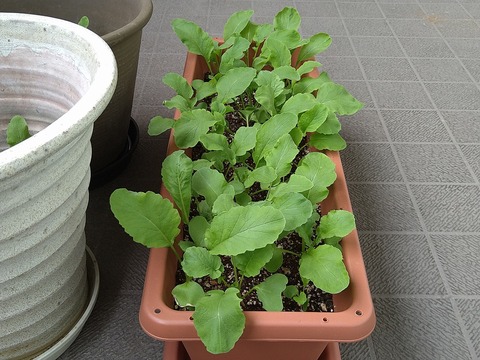 image-Home-Garden-Challenge-Radish_0427_5