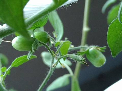 image-Home-Garden-Challenge-Cucumber_0930_2