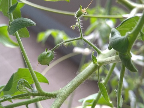 image-Home-Garden-Challenge-Cucumber_0926_3