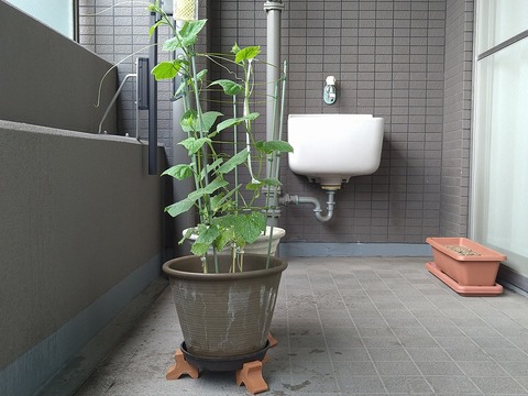 image-Home-Garden-Challenge-Cucumber_0713_5