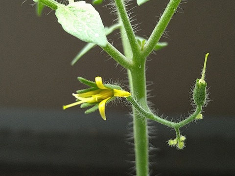 image-Home-Garden-Challenge-Cucumber_0910_2