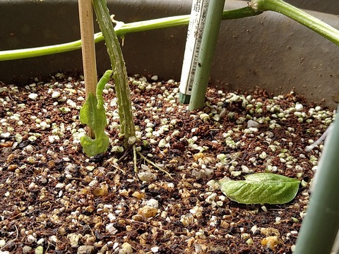 image-Home-Garden-Challenge-Cucumber_1021_3