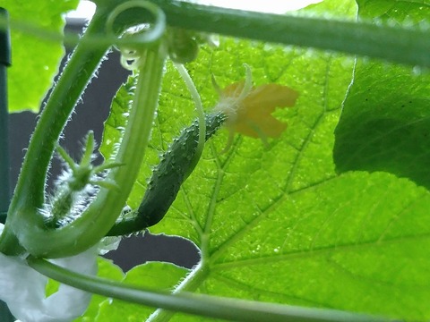 image-Home-Garden-Challenge-Cucumber_1002_3