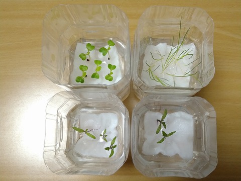 image-Plastic-bottle-hydroponic-cultivation_1215_2