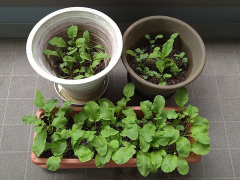 image-Home-Garden-Challenge-Radish_0501_1