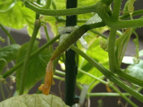 image-Home-Garden-Challenge-Cucumber_0910_3