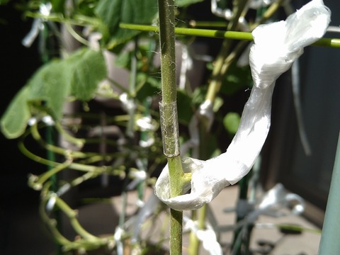 image-Home-Garden-Challenge-Cucumber_1009_4