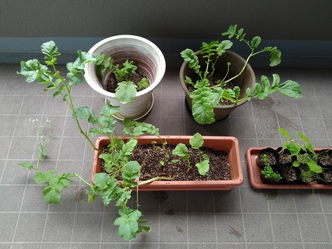 image-Home-Garden-Challenge-Radish_0615_1
