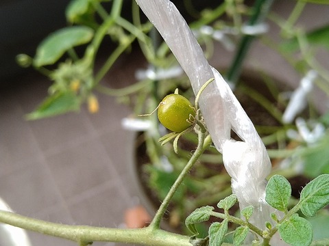 image-Home-Garden-Challenge-Cucumber_1022_3