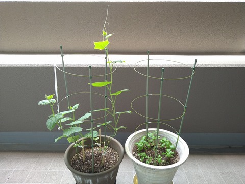image-Home-Garden-Challenge-Cucumber_0710_1
