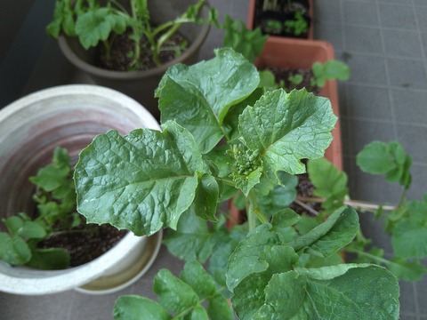image-Home-Garden-Challenge-Radish_0616_3