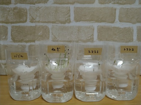 image-Plastic-bottle-hydroponic-cultivation_1117_1