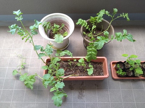 image-Home-Garden-Challenge-Radish_0617_1