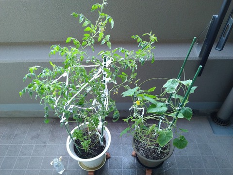 image-Home-Garden-Challenge-Cucumber_0930_1