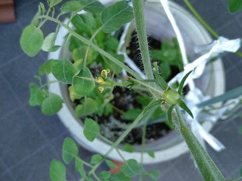 image-Home-Garden-Challenge-Cucumber_1006_3