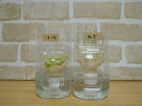 image-Plastic-bottle-hydroponic-cultivation_0118_1
