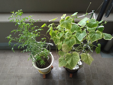 image-Home-Garden-Challenge-Cucumber_0910_1