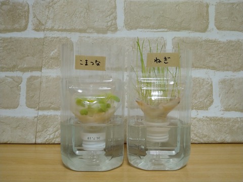 image-Plastic-bottle-hydroponic-cultivation_0128_1