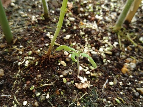 image-Home-Garden-Challenge-Cucumber_1004_3