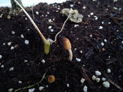 image-Mushrooms-have-started-growing_1