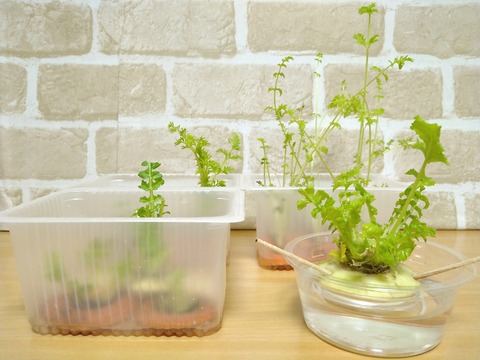 image-I-tried-regenerative-cultivation_0222_1