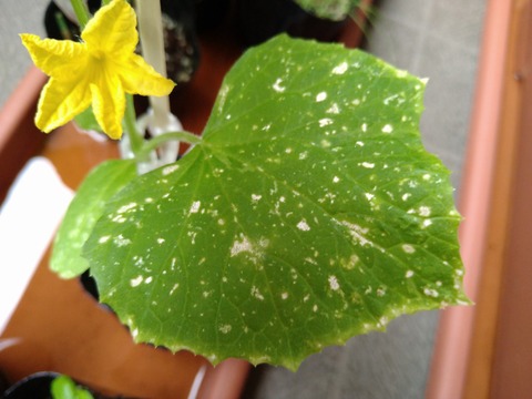 image-Home-Garden-Challenge-Radish_0625_4