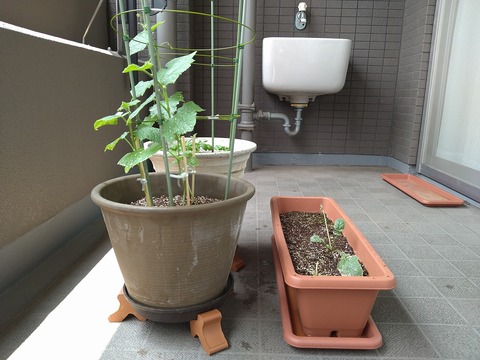 image-Home-Garden-Challenge-Radish_0705_5