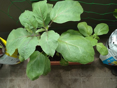 image-The-proverb-about-eggplants-turned-out-to-be-a-lie_1