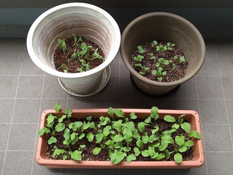 image-Home-Garden-Challenge-Radish_0422_1