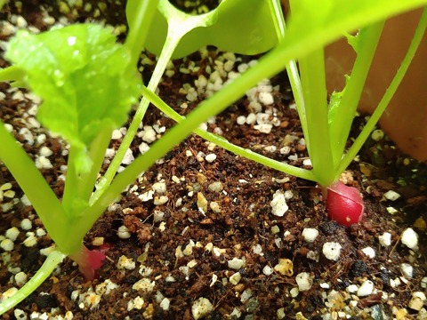 image-Home-Garden-Challenge-Radish_0502_3
