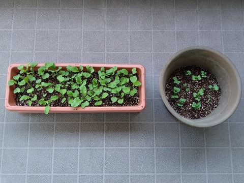 image-Home-Garden-Challenge-Radish_0421_1