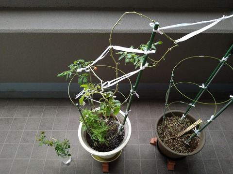 image-Home-Garden-Challenge-Cucumber_1031_1