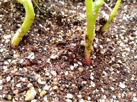 image-Home-Garden-Challenge-Radish_0621_2