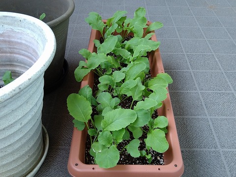 image-Home-Garden-Challenge-Radish_0426_5