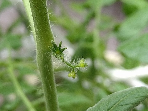 image-Home-Garden-Challenge-Cucumber_0914_2