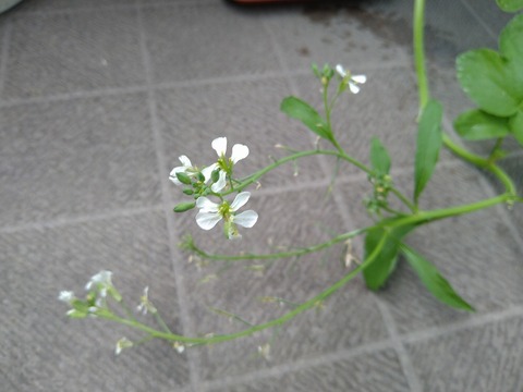 image-Home-Garden-Challenge-Radish_0615_2