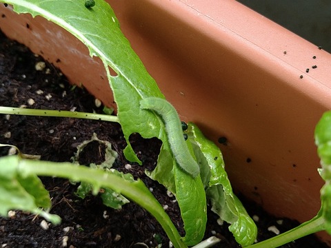 image-Green-invaders-devouring-the-komatsuna-greens_7