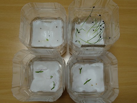 image-Plastic-bottle-hydroponic-cultivation_1118_2