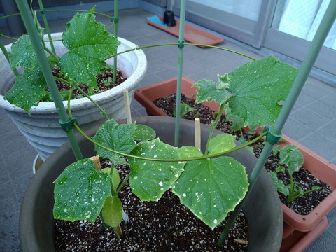 image-Home-Garden-Challenge-Radish_0629_3