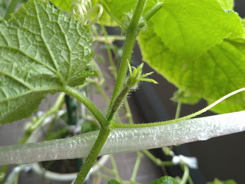 image-Home-Garden-Challenge-Cucumber_0920_5